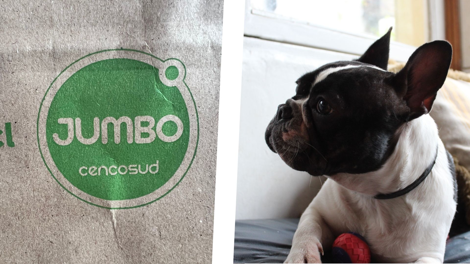 Expertos critican los nuevos carros Pet Friendly de Jumbo